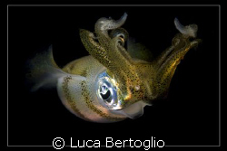 Squid Smile by Luca Bertoglio 